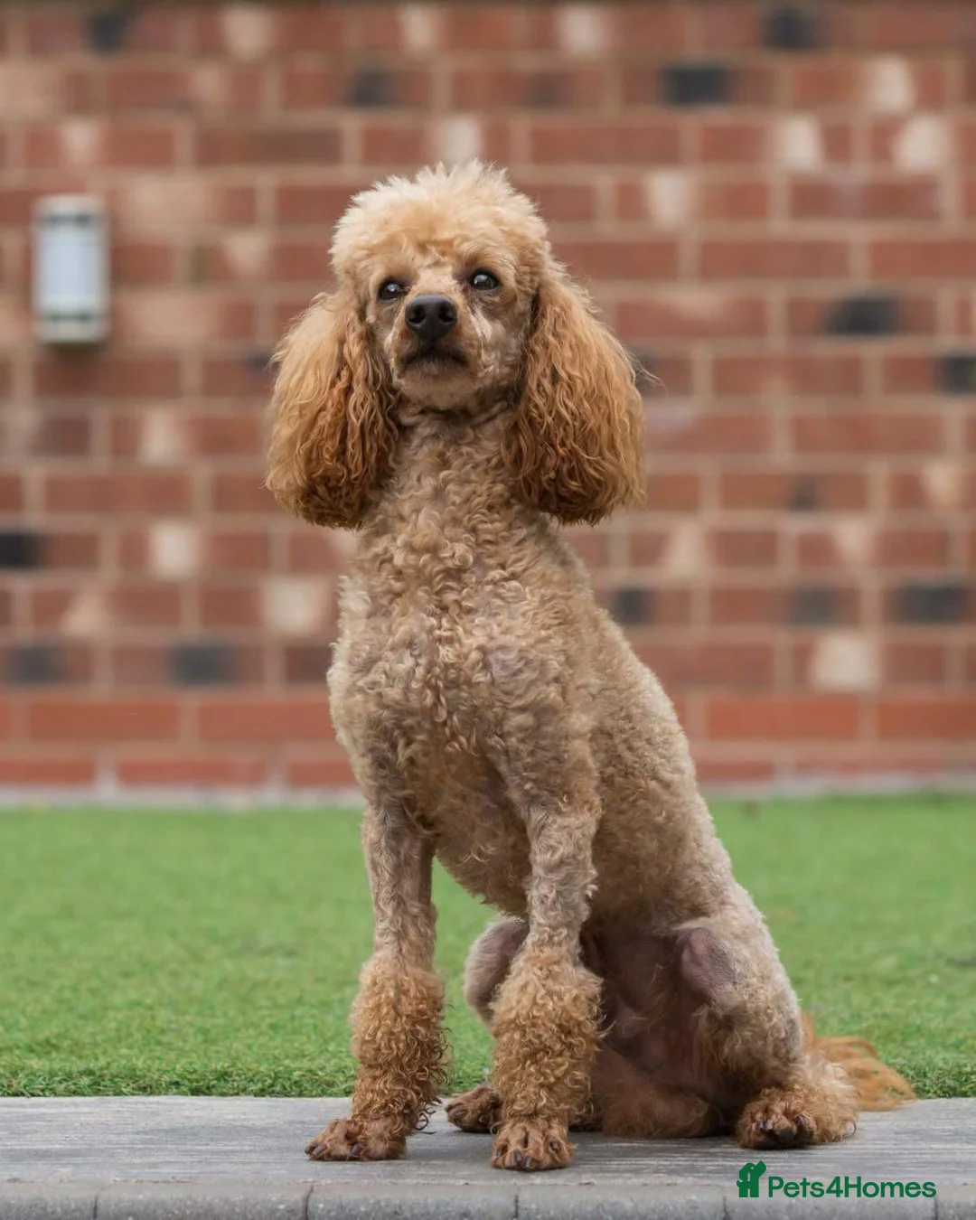 Miniature Poodle dogs for stud: Donnajays 5* PROVEN, HEALTH TESTED & PROFESSIONAL in Stafford - Advert 4