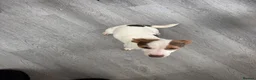 Jack Russell dogs for sale: Female jack russel for sale - Advert 2
