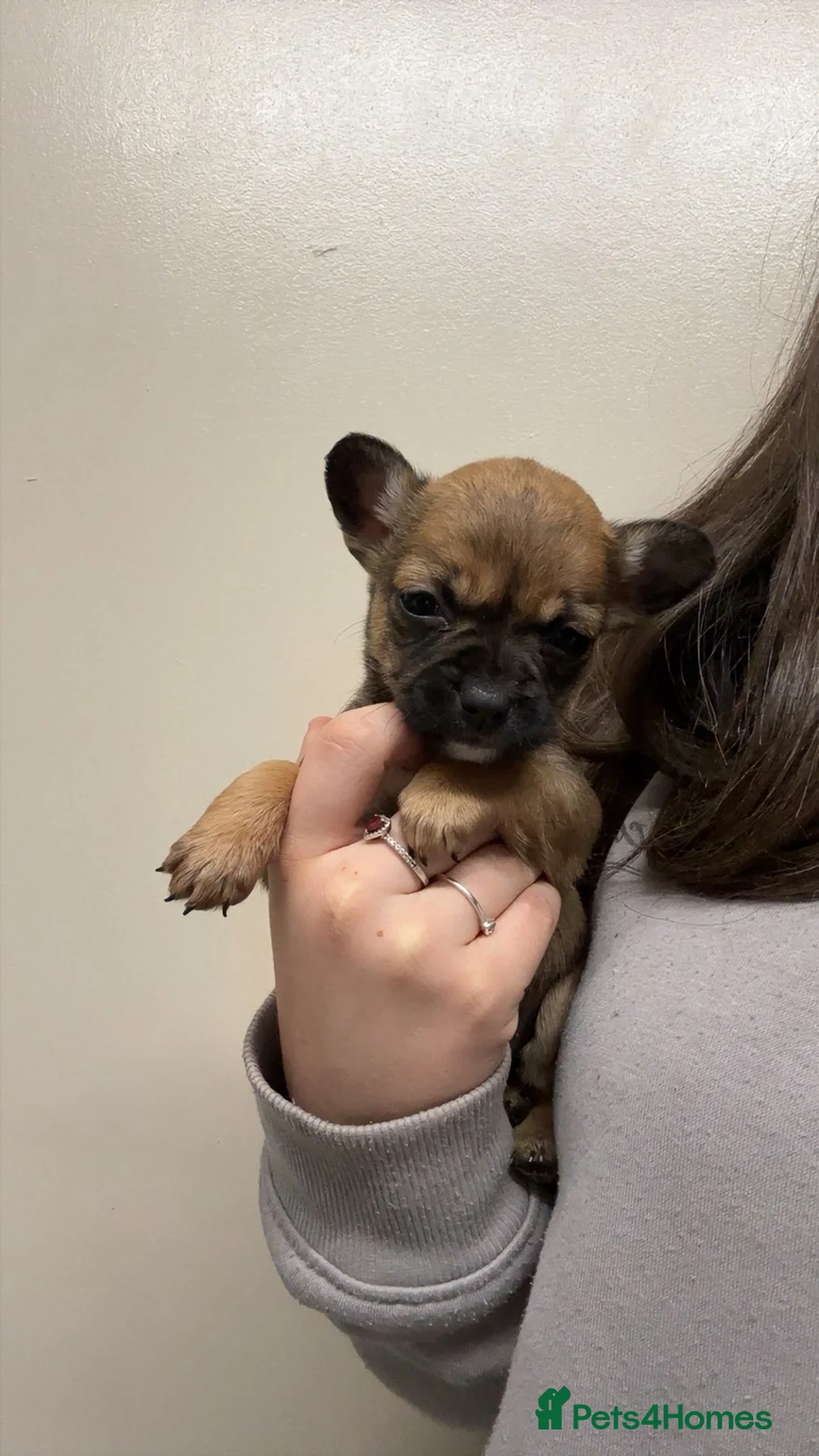 Mixed Breed dogs for sale: Gorgeous Frenchie x chihuahua girl - Advert 1