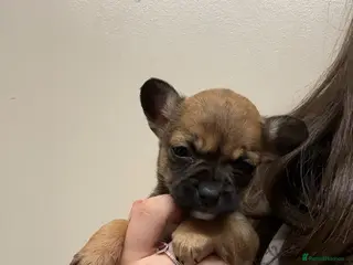 Mixed Breed dogs Gorgeous Frenchie x chihuahua girl - Advert 1