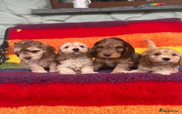Cockapoo dogs for sale: Cockapoo puppies beautiful colours  - Image 1