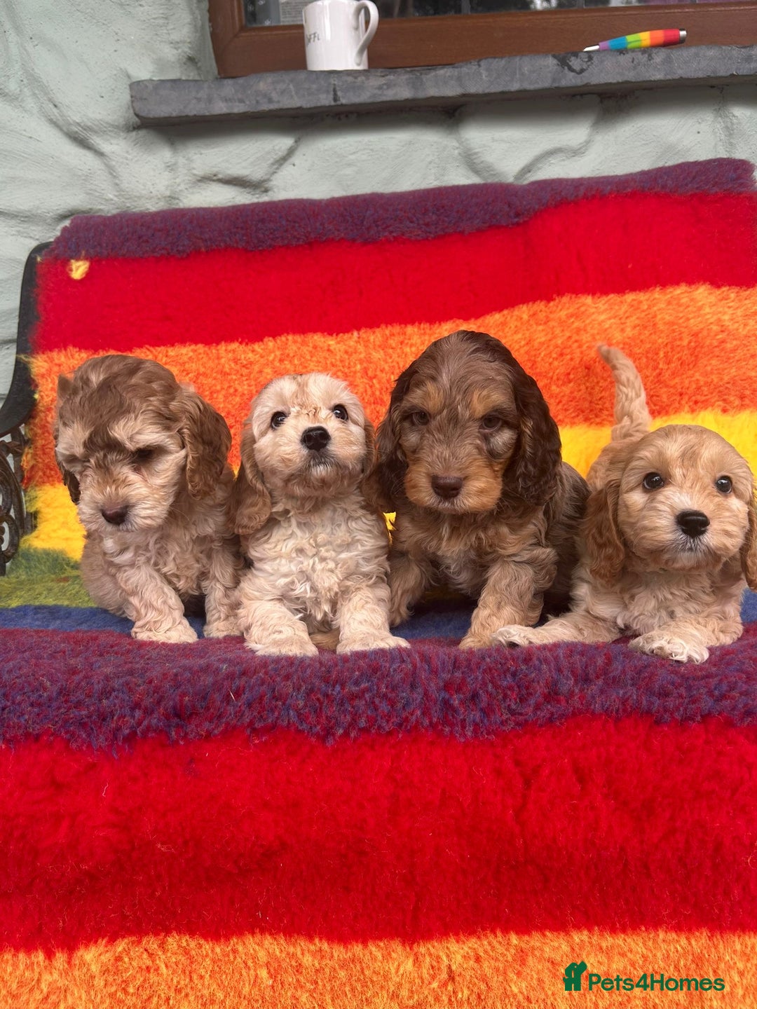 Cockapoo dogs for sale: Cockapoo puppies beautiful colours  - Image 1
