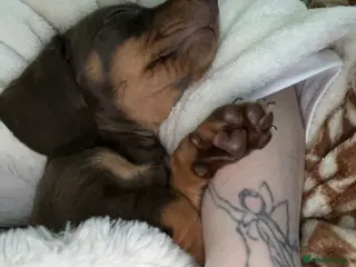 Dachshund dogs Little girl - Advert 4