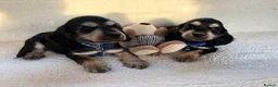 Cocker Spaniel dogs for adoption: showtime cocker spaniel puppies in Ipswich - Advert 11