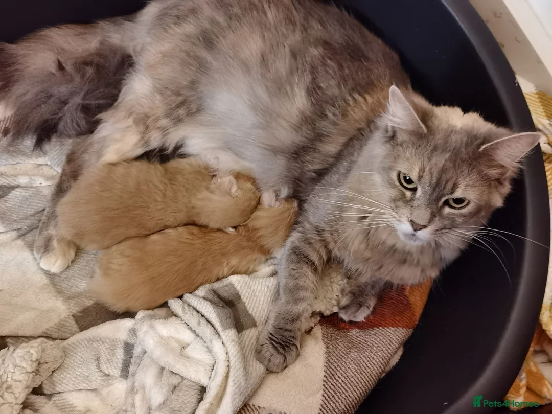 Maine Coon cats for sale: Two beautiful Maine Coon kittens - Advert 17