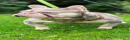 French Bulldog dogs for stud: French bulldog stud new shade Isabella & Tan - Advert 12
