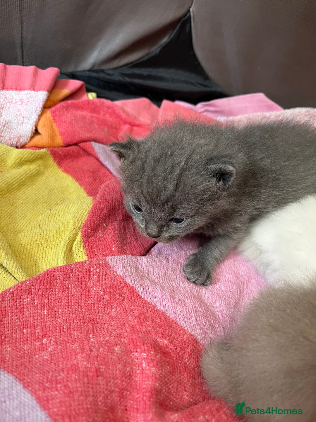 Ragdoll cats for sale: One beautiful blue boy Ragdoll x BSH - Image 16