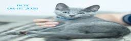 Russian Blue cats for sale: Adorable Russian Blue Kittens - Advert 8