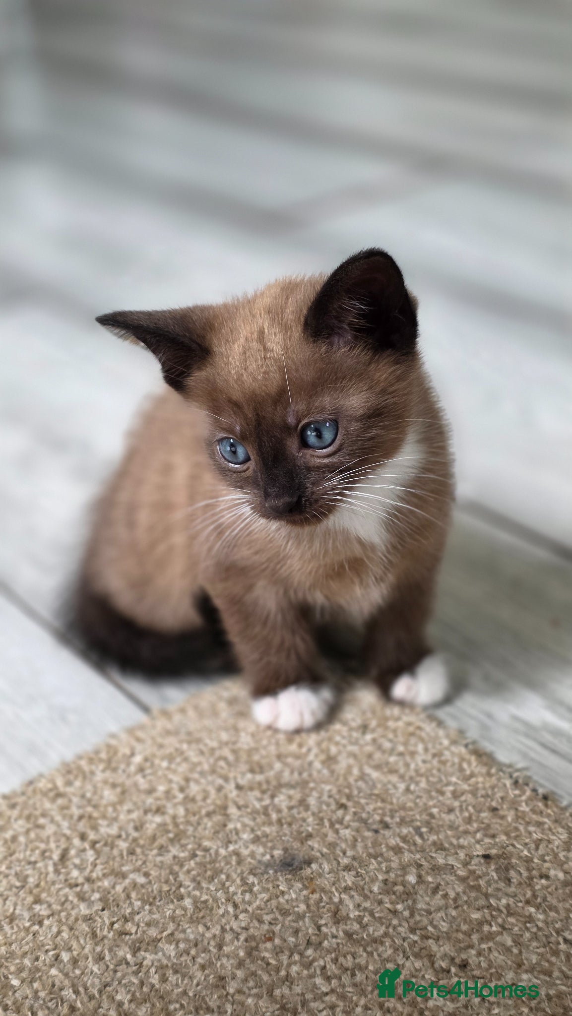 Mixed Breed cats Bengal & Siamese Mix Male Kitten for sell - Advert 18