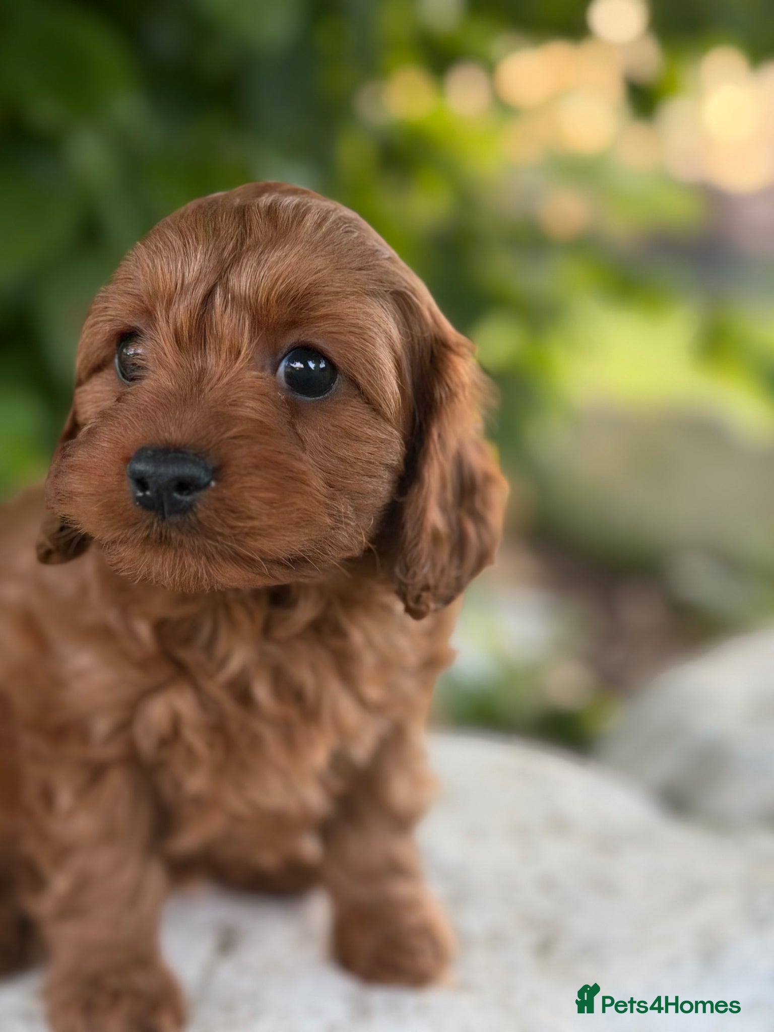 Cavapoo dogs *HEALTH TESTED* Cavapoo Puppies - Advert 2