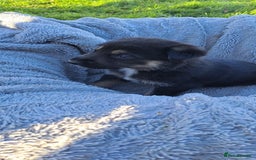 German Shepherd dogs for sale: German Shepherd poppers - Image 15