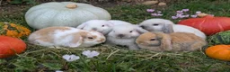 Mini Lop rabbits for sale: Stunning Home-Raised Mini Lops- mixed litter - Advert 1