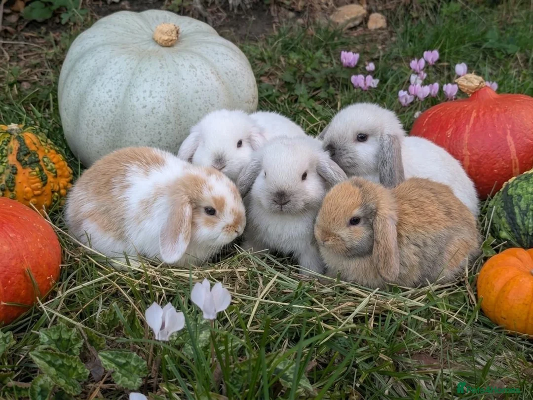 Mini Lop rabbits for sale: Stunning Home-Raised Mini Lops- mixed litter - Advert 1