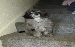 Toy Poodle dogs for sale: merle toy poodle  - Image 8