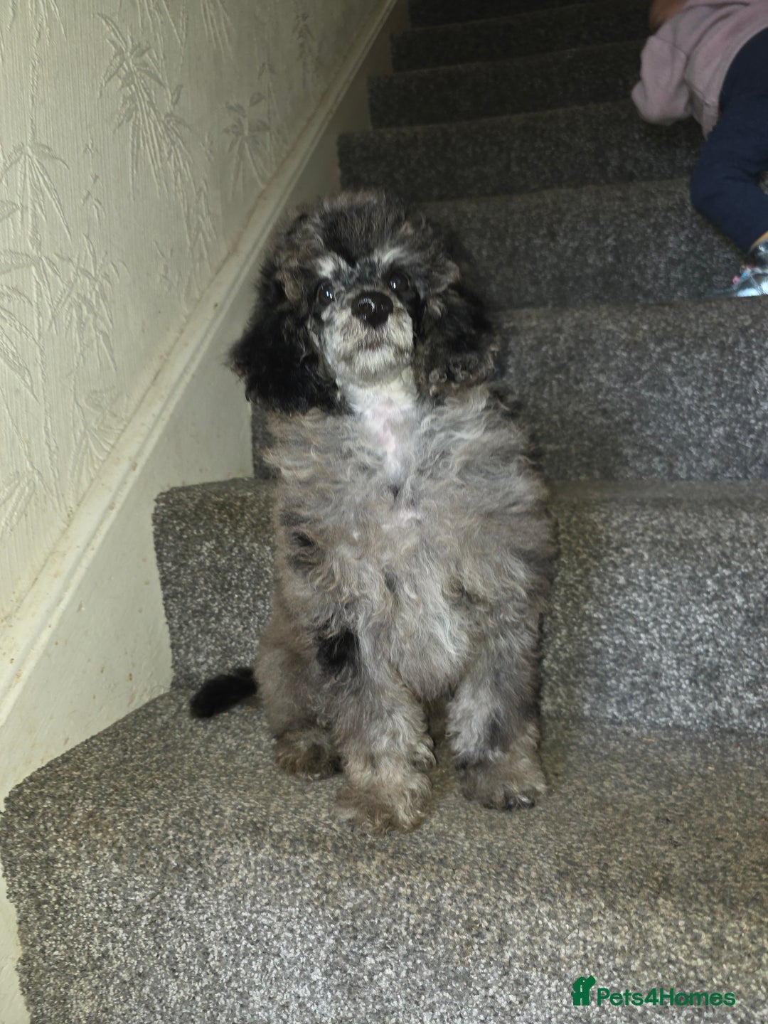 Toy Poodle dogs for sale: merle toy poodle  - Image 8