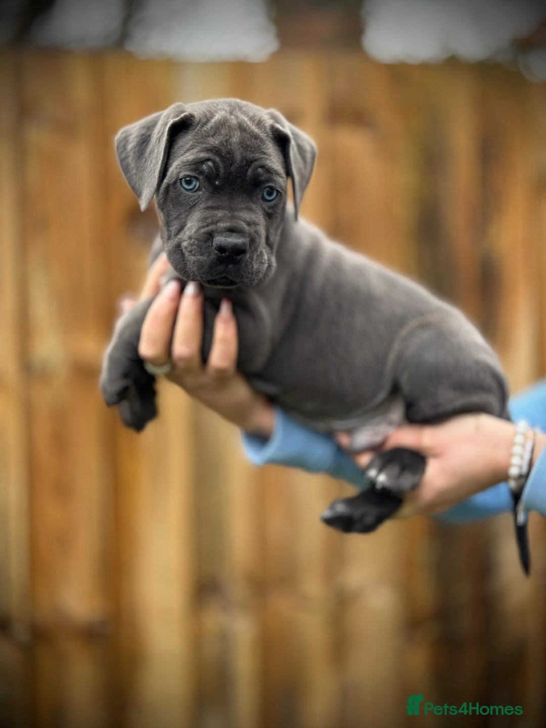 Cane Corso dogs for sale: Balestra Magica Corso IKC/FCI  - Advert 25