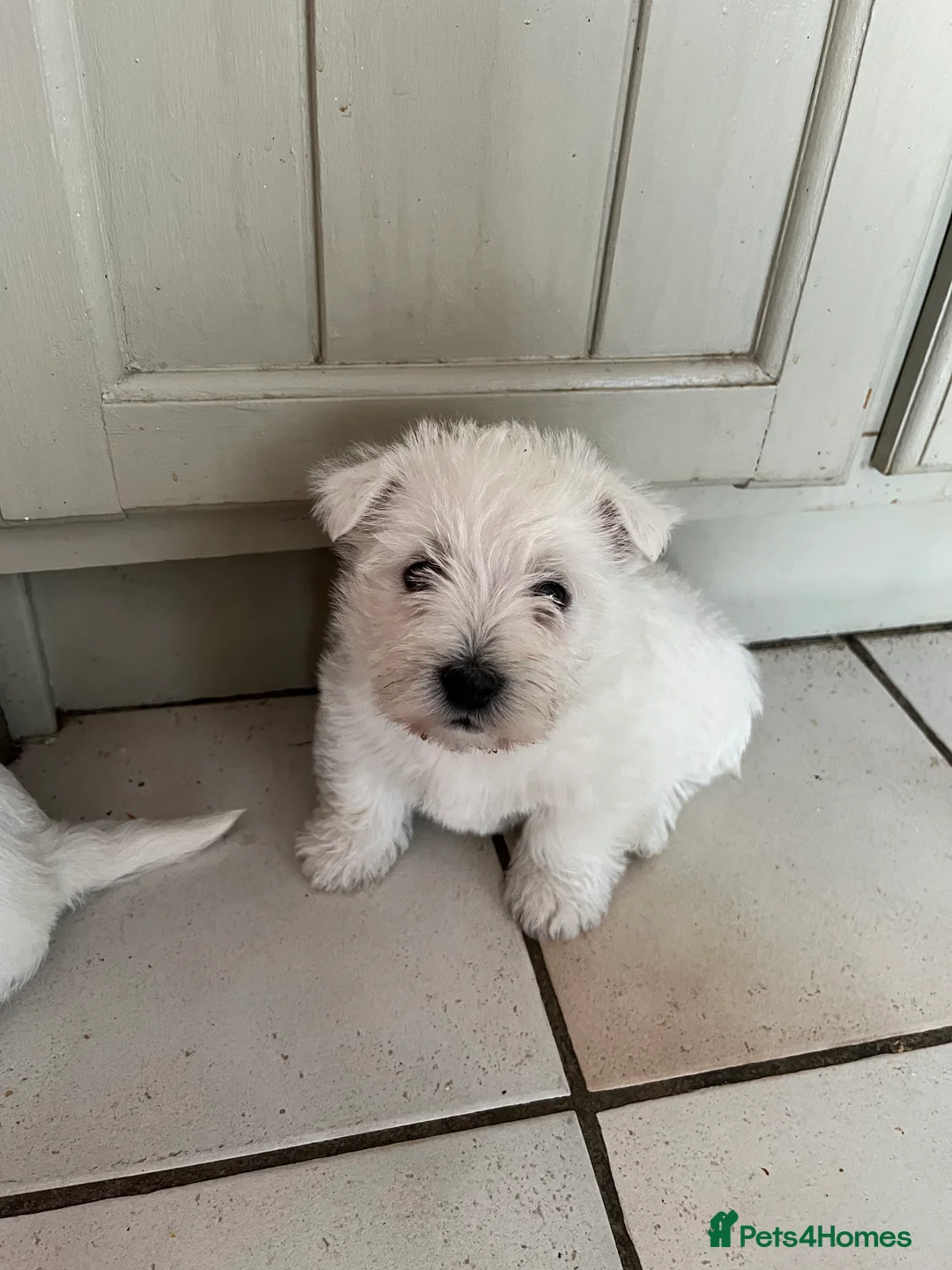 West Highland Terrier dogs for sale: 3 West Highland Pedigree Puppies - Advert 6