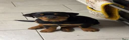 Rottweiler dogs for sale: Lovely Bubbly Rottie for sale  - Advert 4