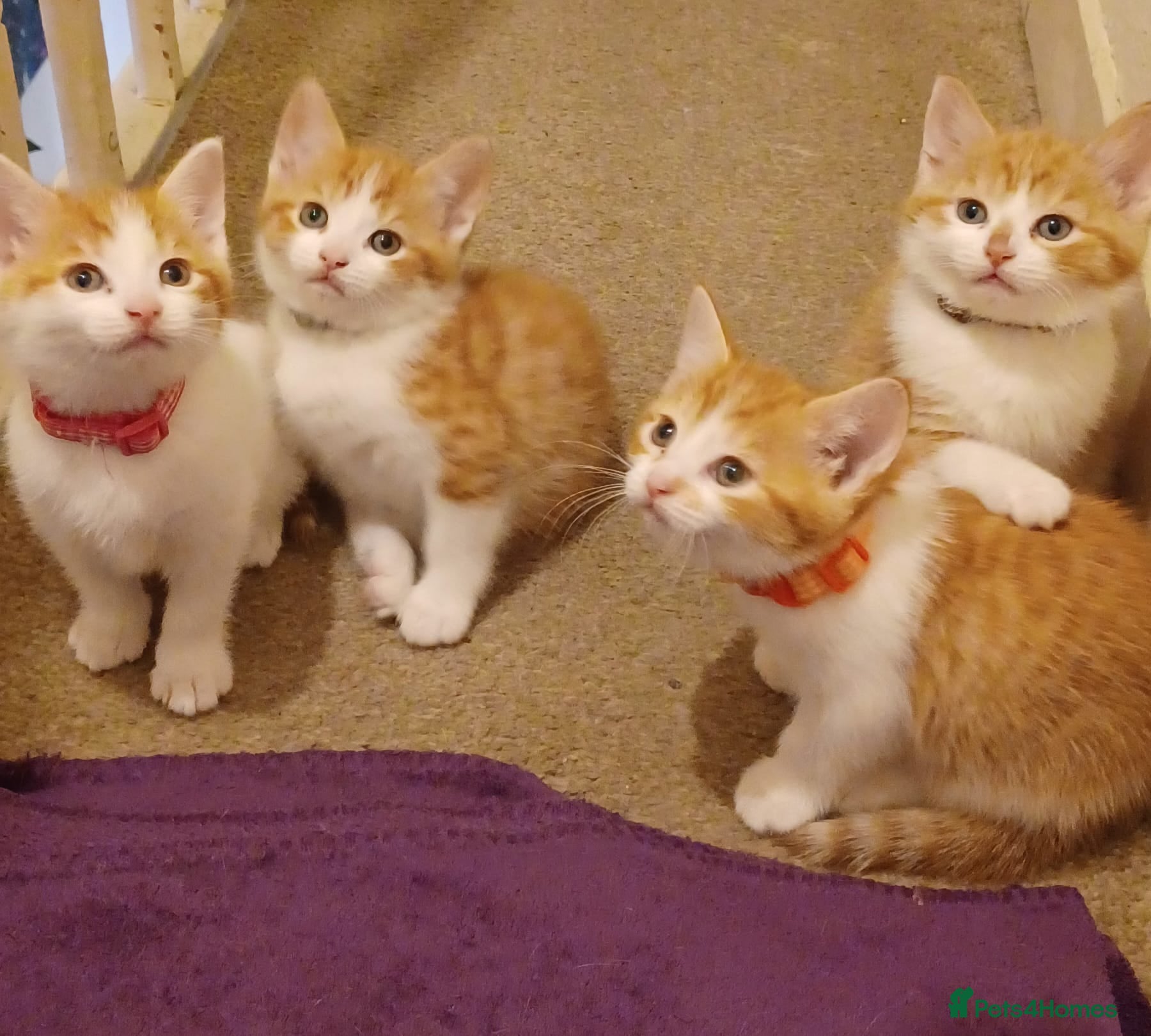 Mixed Breed cats 4 ginger and white female kittens, ready to leave  - Advert 2
