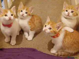 Mixed Breed cats 4 ginger and white female kittens, ready to leave - Advert 12