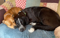 Mixed Breed dogs for adoption: Meet Sonny, currently residing in Fife - Image 6