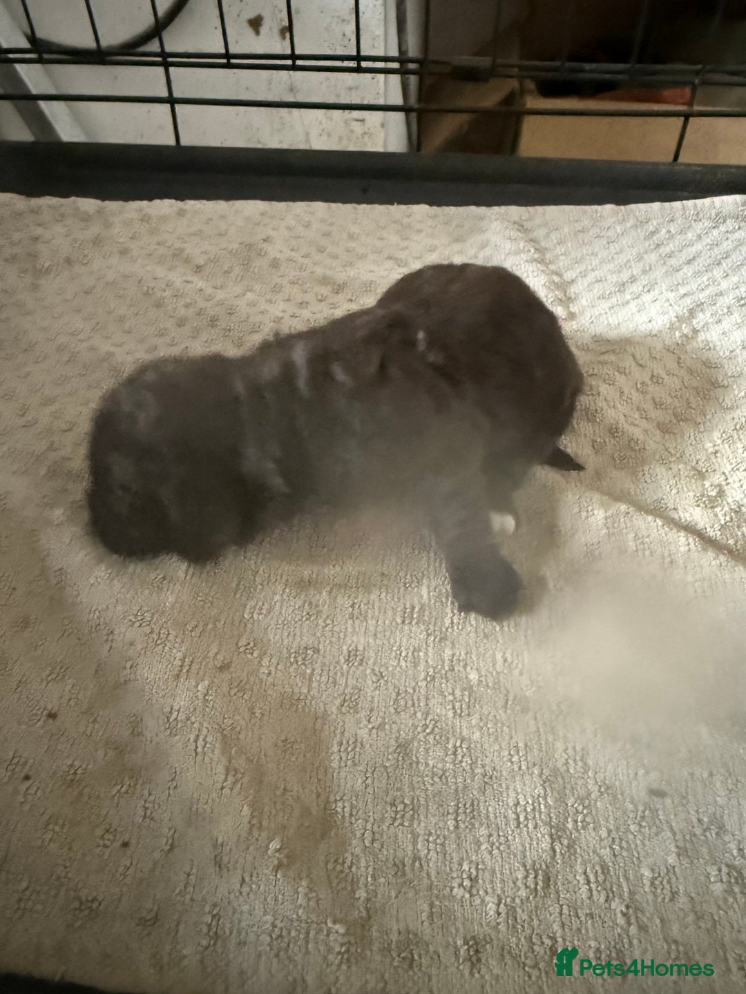 Cockapoo dogs for sale: Miniature cockapoos - Advert 13