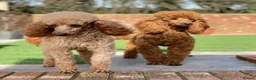 Poodle dogs for stud: Donnajays  5* PROVEN, HEALTH TESTED & PROFESSIONAL - Advert 5