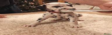 Dalmatian Puppy 4