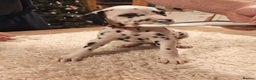 Dalmatian dogs for sale: Ready now - Champion Boys in the making!! - Advert 29