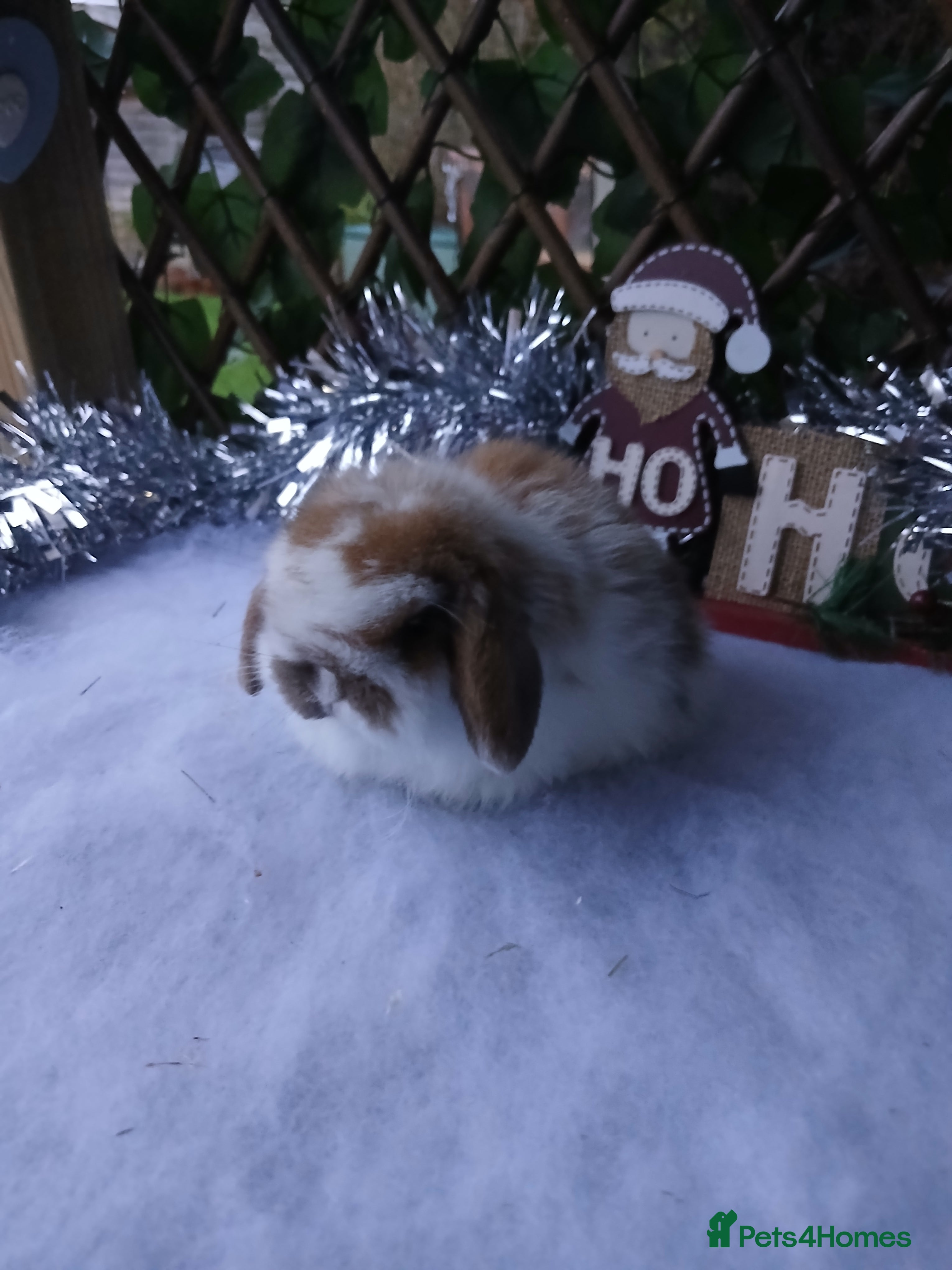 Mini Lop rabbits Stunning pure mini lop babies - Advert 11