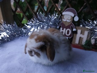 Mini Lop rabbits Stunning pure mini lop babies - Advert 11