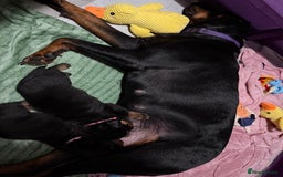 Rottweiler dogs for sale: Beautiful Purebred Rottweiler Puppy - Image 2