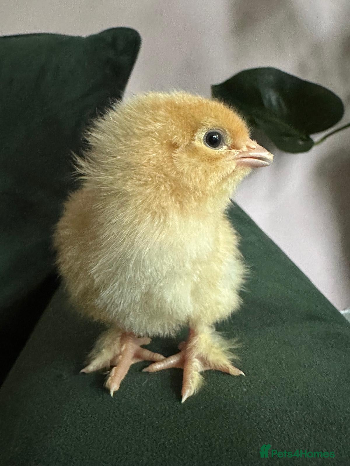 Chickens poultry Hybrid chicks for sale - Advert 2