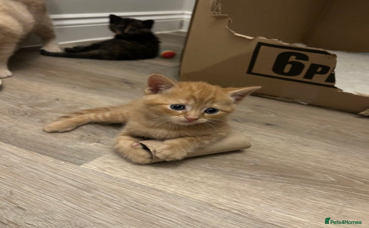 British Shorthair cats - Advert 6
