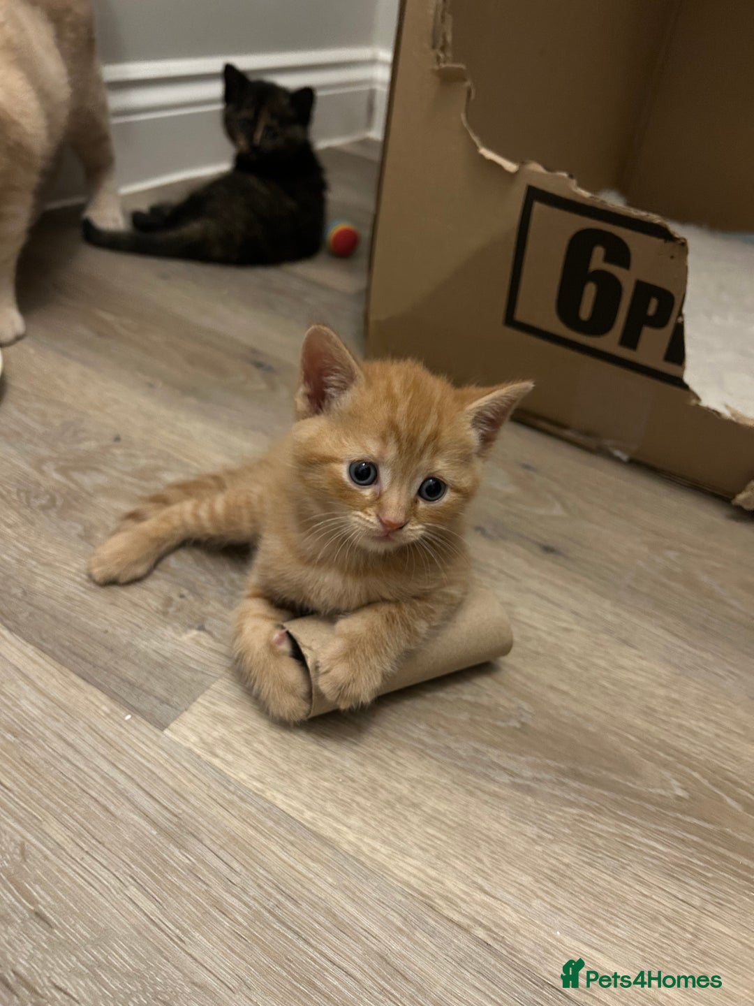 British Shorthair cats for sale: British Shorthair X kittens - Image 1