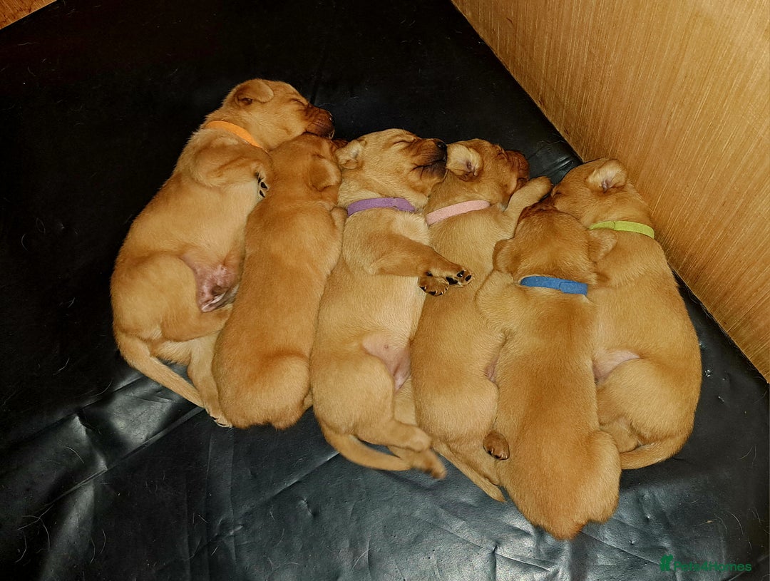 Labrador Retriever dogs for sale: Excellent KC Registered Fox Red Puppies For Sale - Image 14