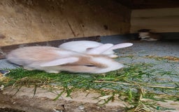 English Lop rabbits for sale: Bunny  - Image 4