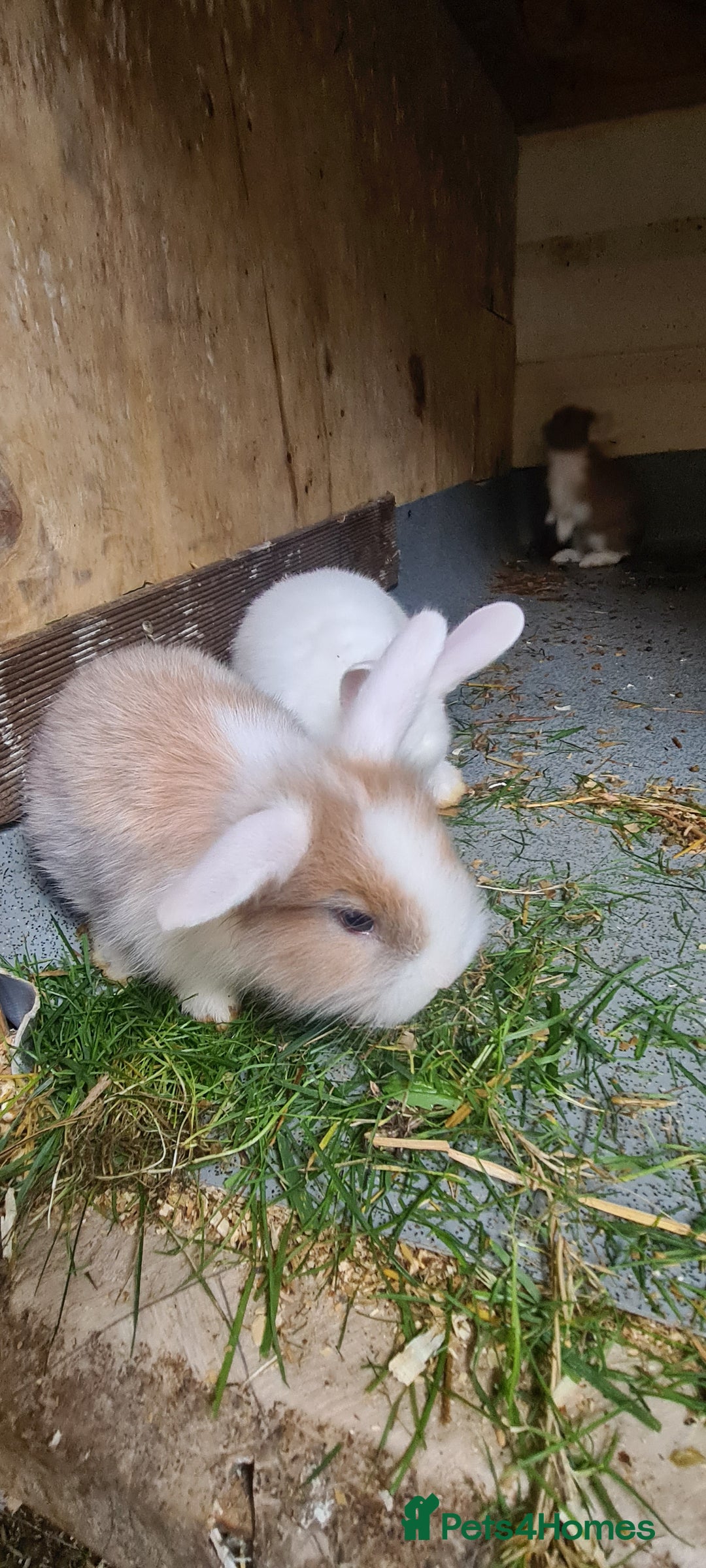 English Lop rabbits for sale: Bunny  - Image 4