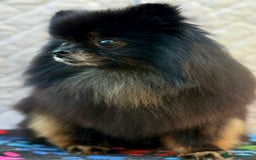 Pomeranian dogs for adoption: Gucci’s Story: A Precious Life Almost Lost - Image 2