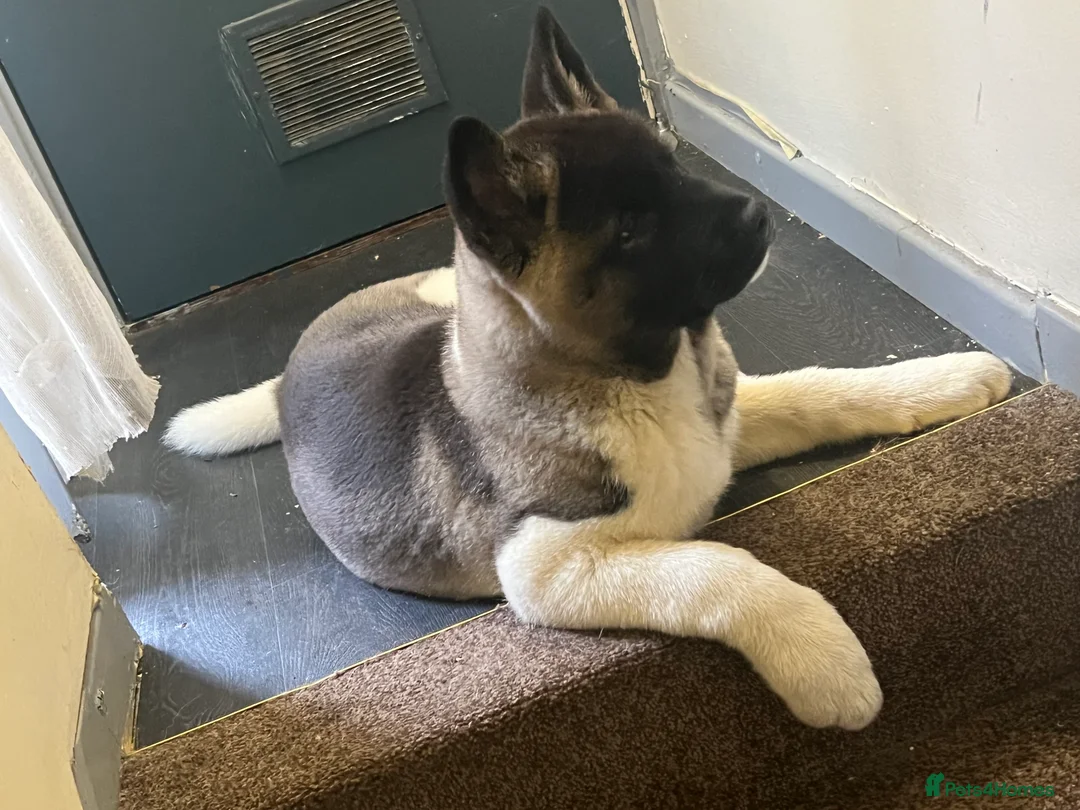 Akita dogs for stud: ***Chico’s finding LOVE… Proven Stud*** - Advert 5