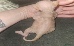 Sphynx cats for sale: Rare red tabby sphynx  - Image 16
