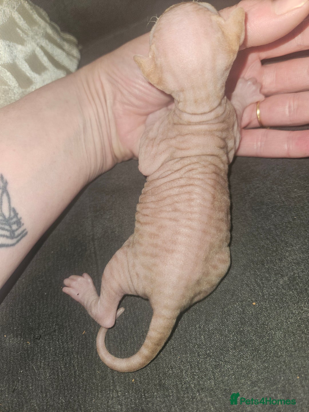 Sphynx cats for sale: Rare red tabby sphynx  - Image 16