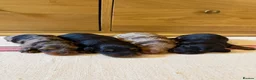 Miniature Dachshund dogs for sale: KC Long Haired Miniature Dachshund Puppies - Advert 13