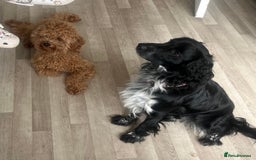 Mixed Breed dogs for sale: 2 beautiful boys  - Image 1