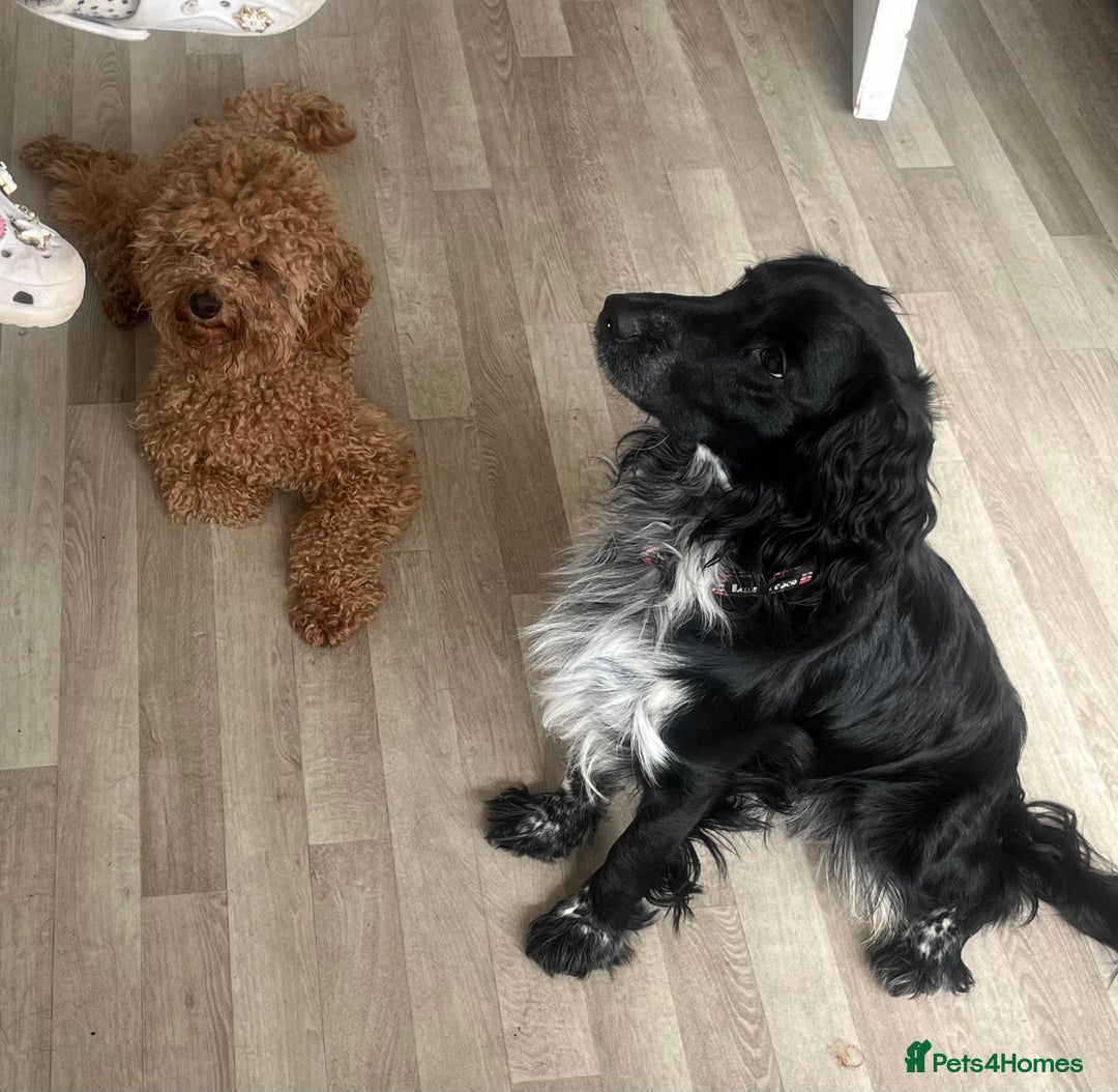 Mixed Breed dogs for sale: 2 beautiful boys  - Image 1