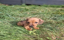 Miniature Dachshund dogs for sale: Miniature dachshund puppies  - Image 9