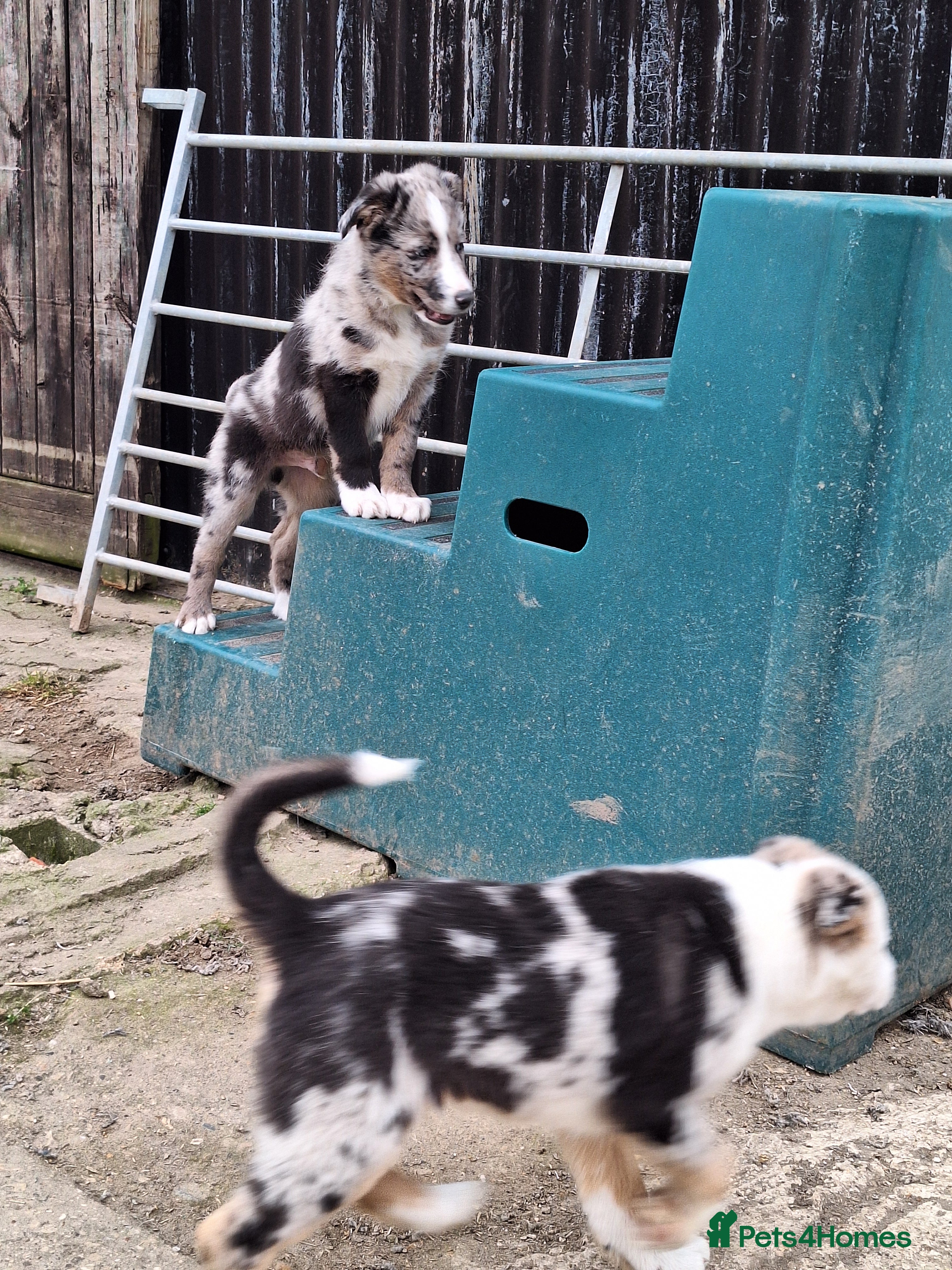 Border Collie dogs Beautiful male border collie puppies available - Advert 1