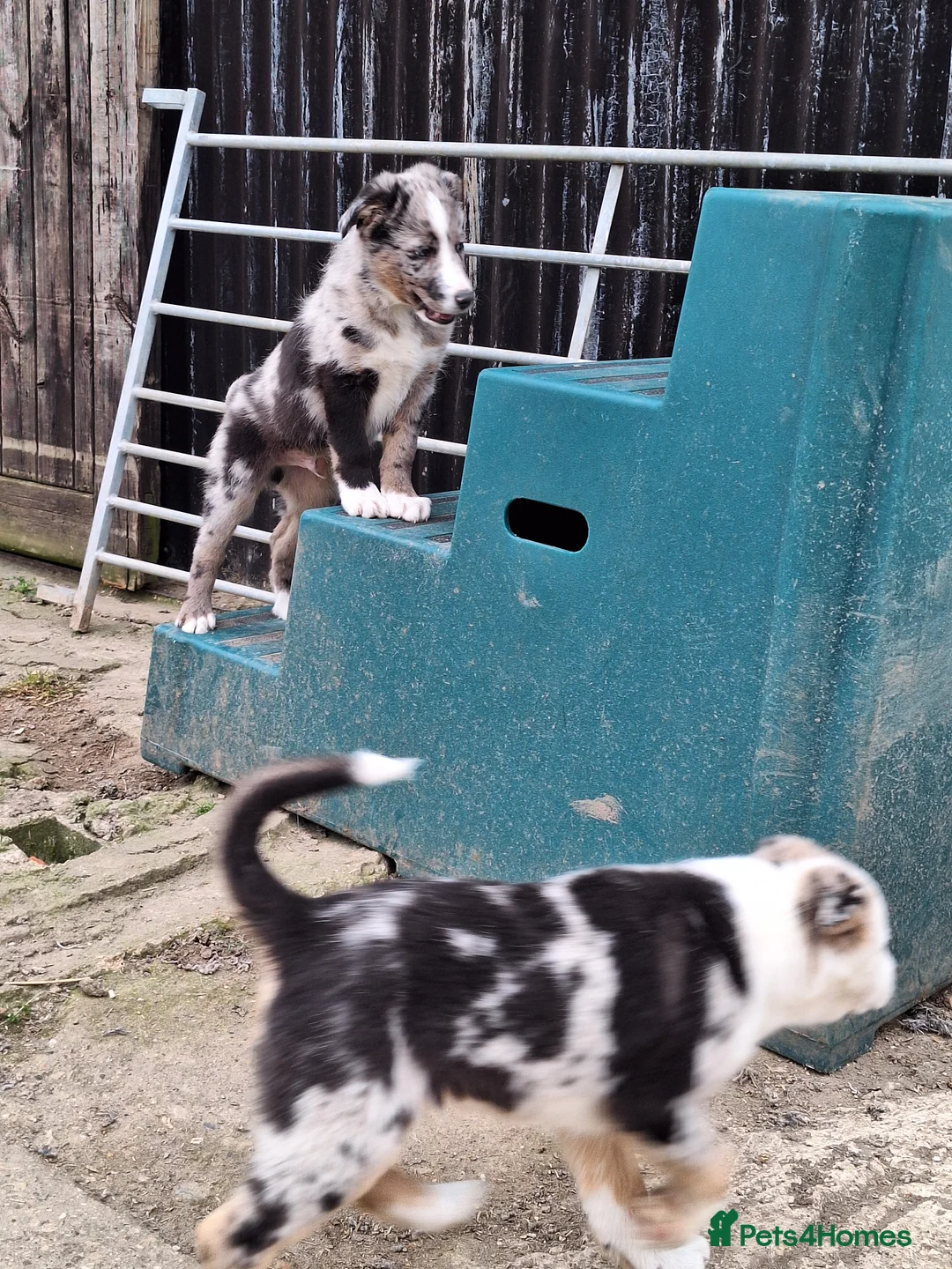Border Collie dogs for sale: Beautiful male border collie puppies available - Advert 1