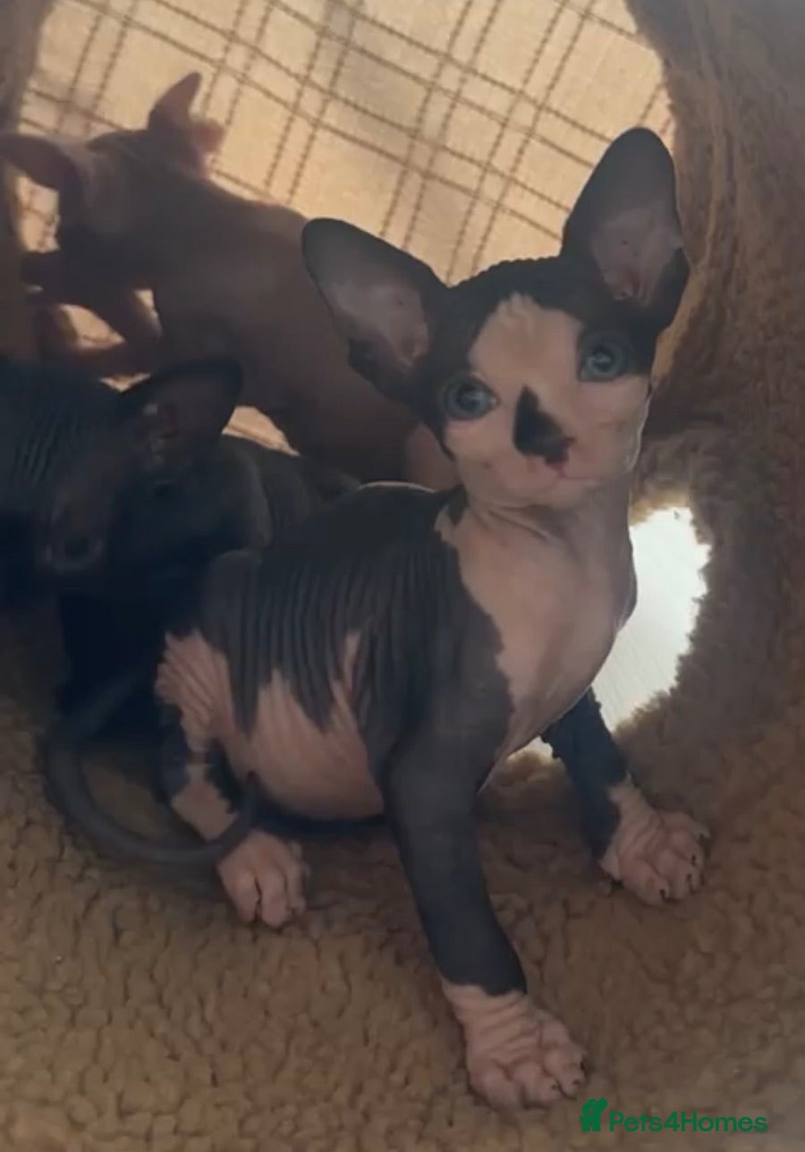 Sphynx cats ** 1 Kitten Left ** Sphynx Babies - Advert 2