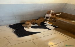 Cavapoo dogs for sale: Cavapoo  - Image 5